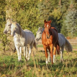 WhatsApp Image 2022-10-09 at 08.38.28(22)