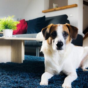 Wohnzimmer Hund